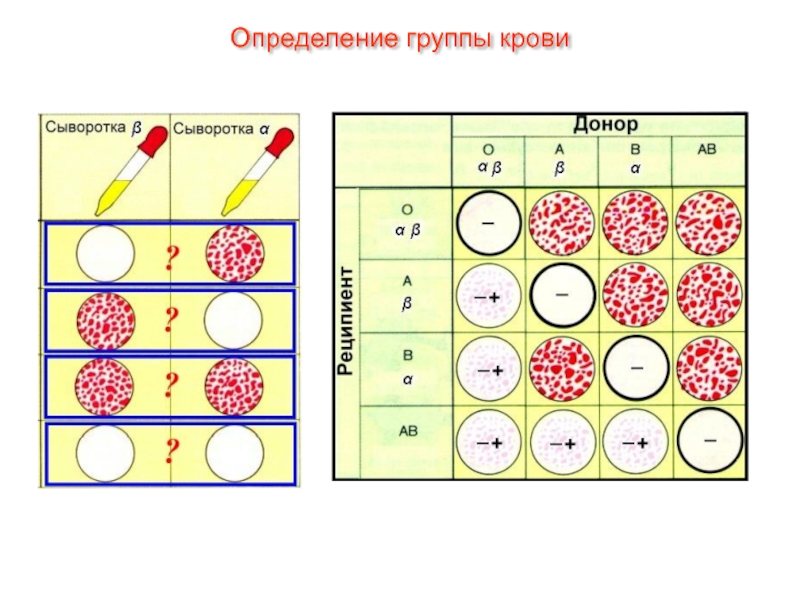 Определение группы крови фото