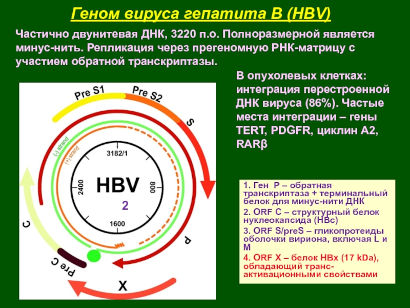 R virus. Геном вируса гепатита с. Геном гепатита а. Гены вируса гепатита в. Геном вируса гепатита б.