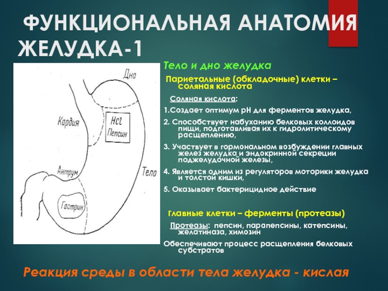 Париетальные клетки желудка. Функциональная анатомия желудка. Хирургическая анатомия желудка. Дно желудка париетальные клетки.