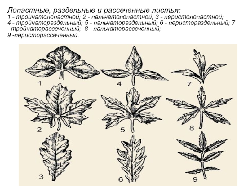 Перисто рассеченная форма листа