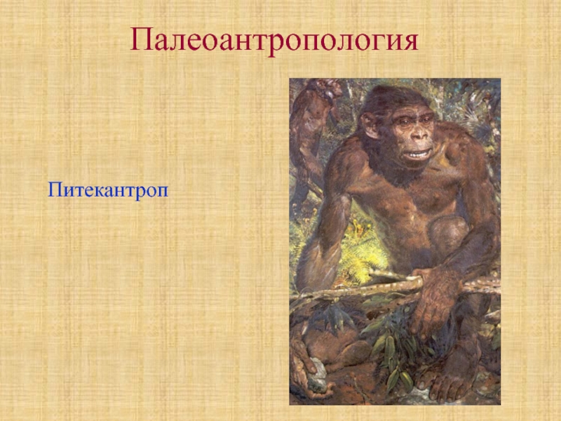 Питекантроп относится к древним. Питекантроп презентация. Палеоантропология это наука изучающая. Палеоантропология интересные факты.