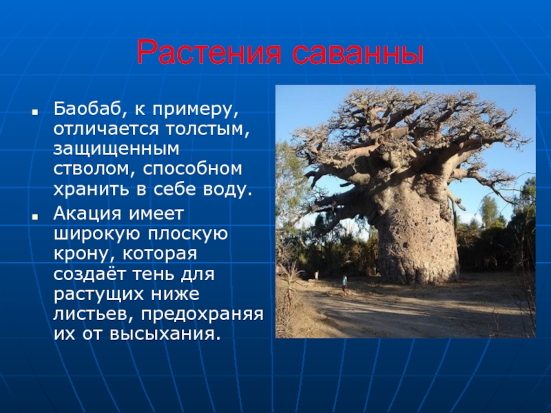 Баобаб природная зона. Приспособление растений в саванне. Растения саванны примеры. Интересные факты о растениях саванн. Формы приспособления растений и животных в саванне.