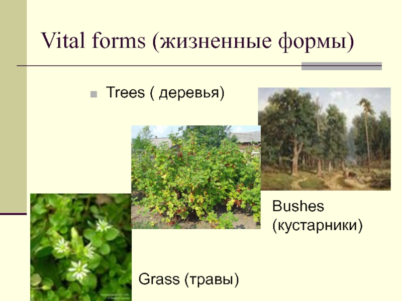 Жизненная форма дерева. Жизненная форма кустарник. Растения подушки жизненная форма. Жизненная форма травы.