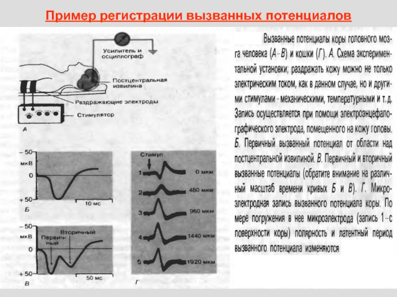 Регистрация слуховых вызванных потенциалов. Первичные ответы вызванного потенциала. Вызванные потенциалы головного мозга. Метод вызванных потенциалов физиология. Исследование вызванных потенциалов.