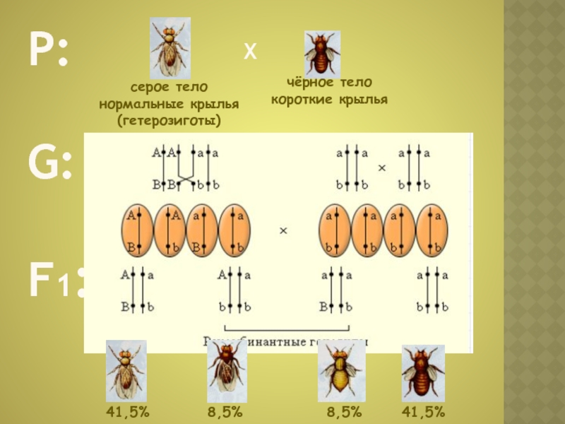 Хромосомная теория наследственности Менделя. Хромосомная теория наследственности презентация. Гетерозигота сцепленная. Обозначение гомозиготы и гетерозиготы.