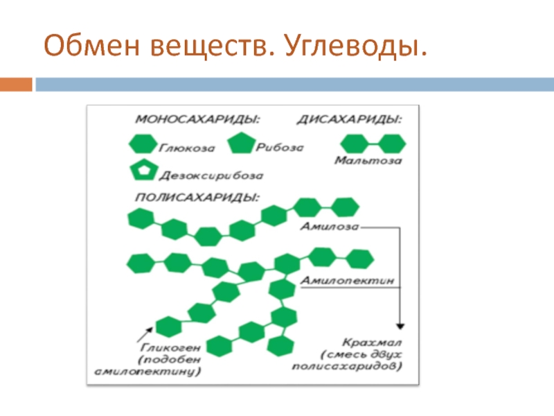 Обмен 15. Углеводный обмен. Углеводный обмен вектор. Катаболизм и тело.