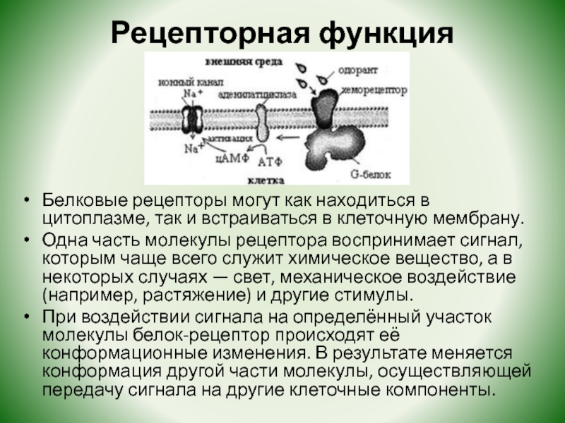 К контактным рецепторам относятся рецепторы. Рецепторная функция белков. Белки рецепторы примеры. Молекула рецептора. Рецепторные белки примеры.