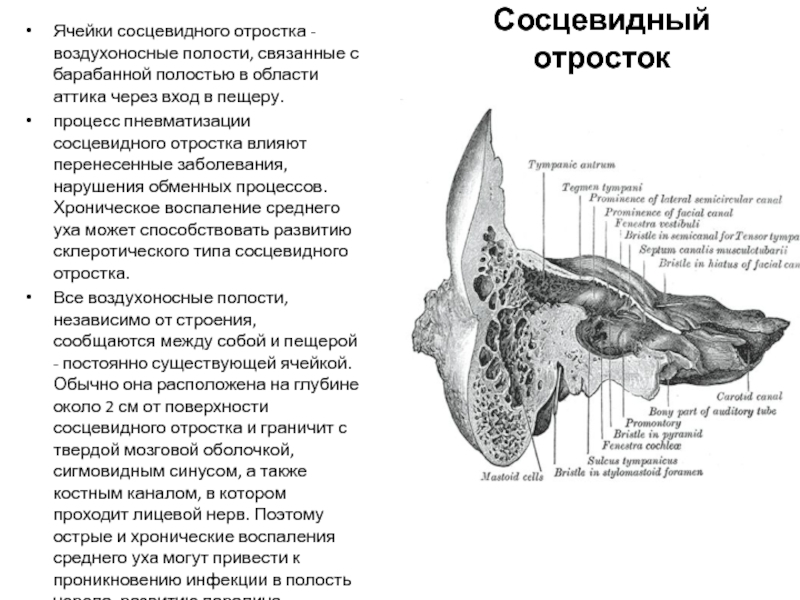 Сосцевидная кость. Полость сосцевидного отростка. Сосцевидный отросток височной кости. Сосцевидный отросток височной кости область. Типы строения сосцевидного отростка.