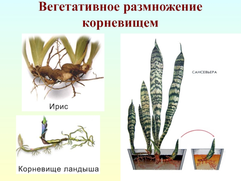 Вегетативное размножение растений фото растений
