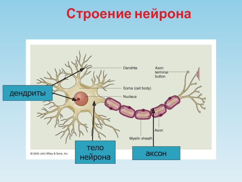 Строение нейрона. Строение нейрона тело Аксон дендрит. Строение нейрона на латыни. Строение нервной клетки человека. Строение нейрона для школьников.