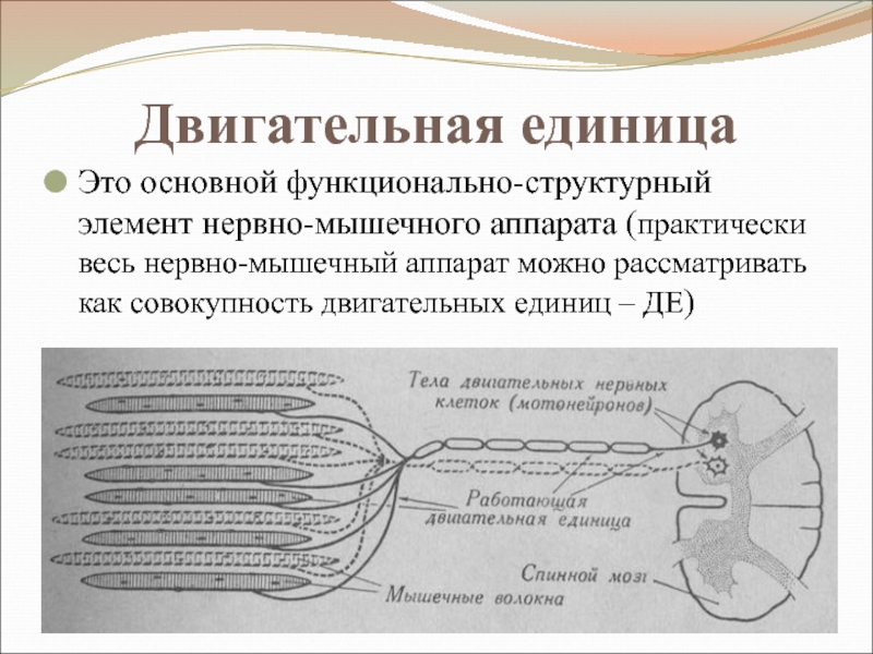 Схема двигательная единица