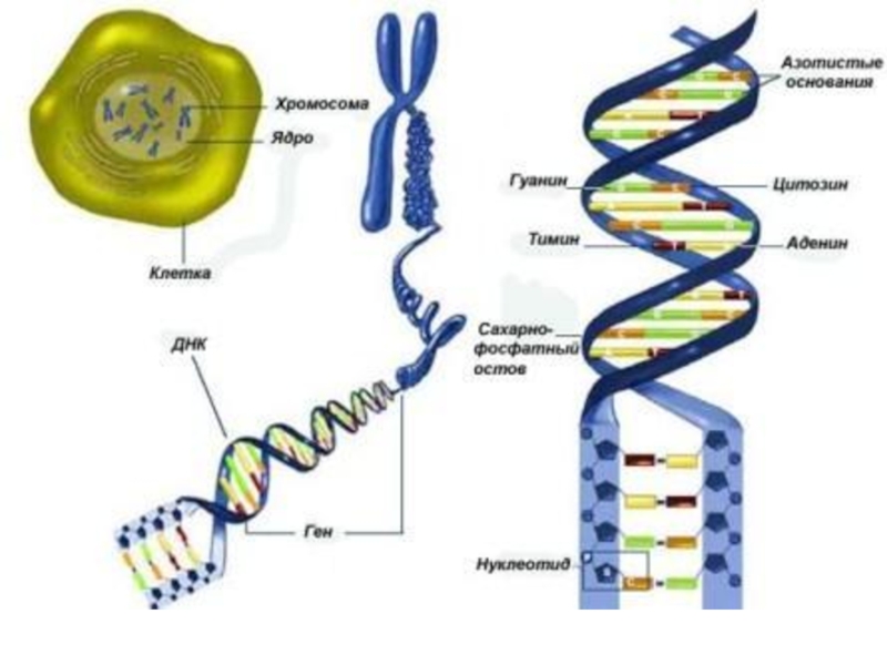 Клетка днк рисунок