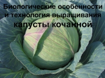 Биологические особенности
и технология выращивания
капусты кочанной