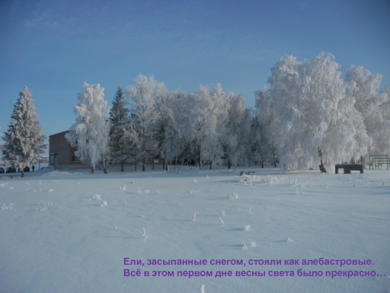 Снег стоял. Засыпанные снегом ели. Стояли засыпанные снегом. Первый снег присыпал ель. Ель засыпанная снегом.