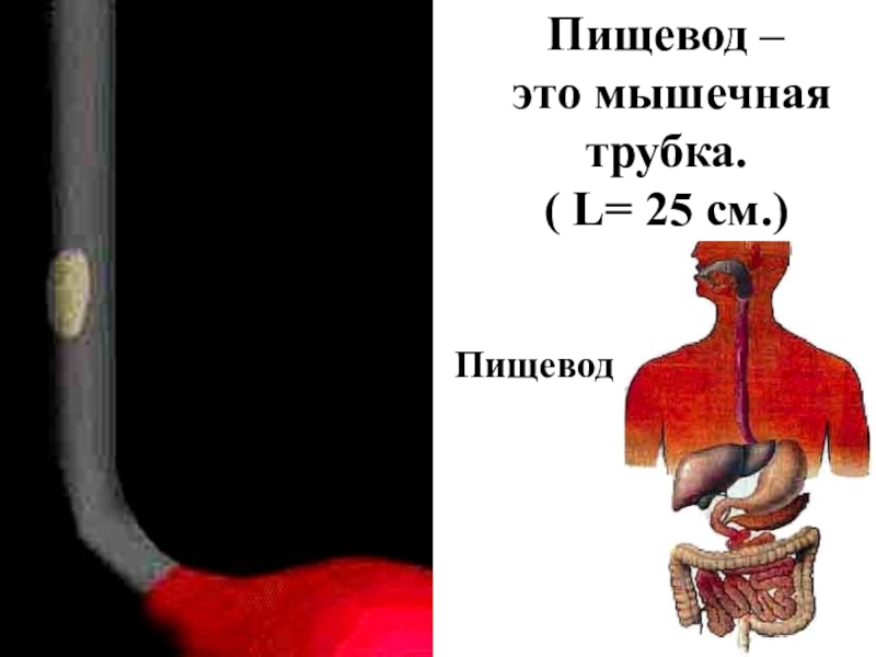 Строение пищевой трубки. Пищевод трубка длиной 25 см.