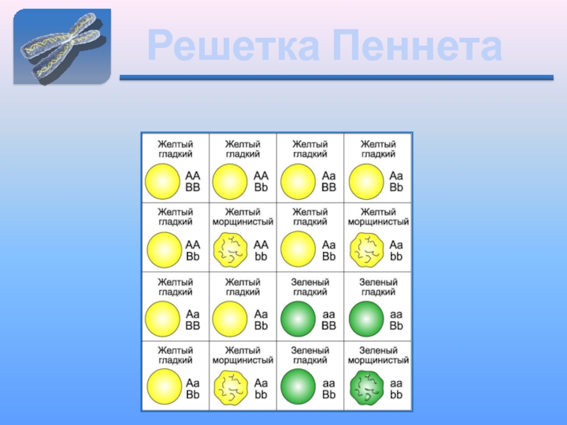 Схема построения решетки пеннета