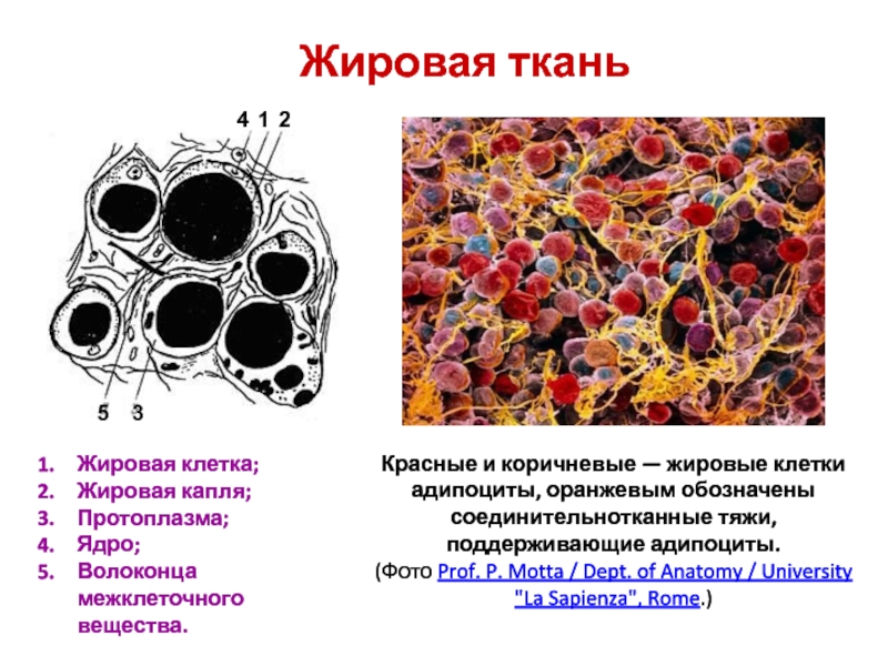 Жировая тканьЖировая клетка;Жировая капля;Протоплазма;Ядро;Волоконца межклеточного вещества.Красные и коричневые — жировые клетки адипоциты, оранжевым обозначены соединительнотканные тяжи, поддерживающие