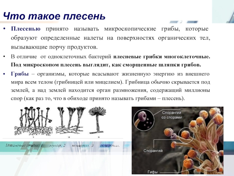 Что такое плесеньПлесенью принято называть микроскопические грибы, которые образуют определенные налеты на поверхностях органических тел, вызывающие порчу