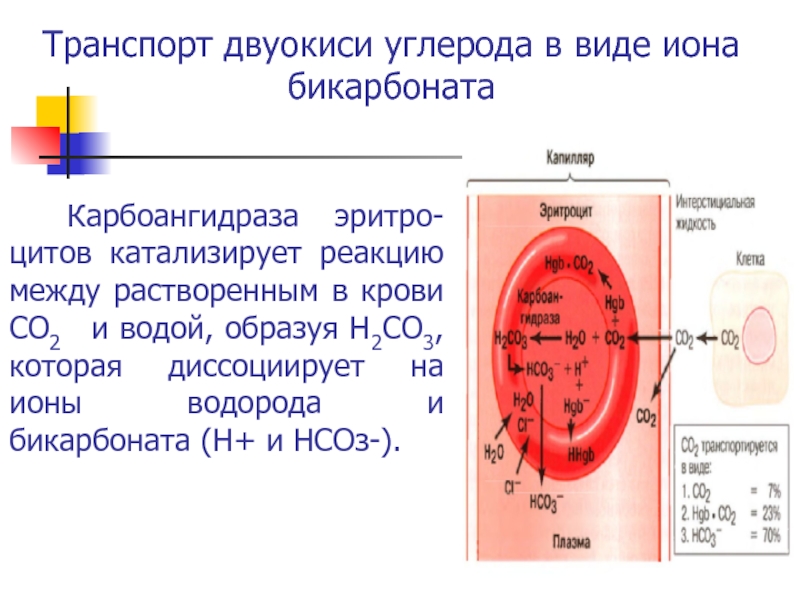 Транспорт кровью кислорода и двуокиси углерода схема