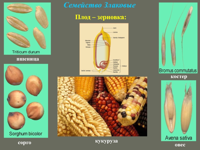 Запасные питательные вещества находятся в зерновке пшеницы