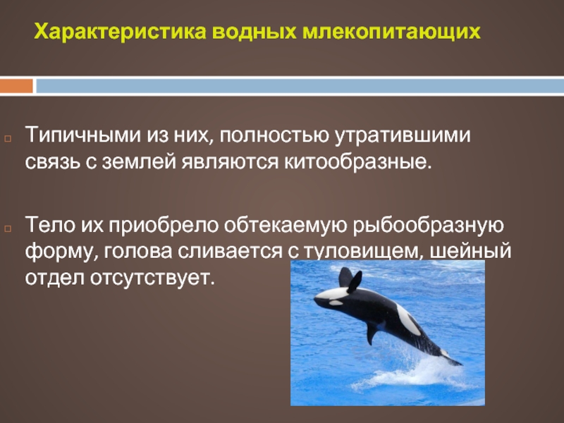 Водные животные имеют обтекаемую форму. Водные и околоводные млекопитающие. Характеристики водных и околоводных млекопитающих. Водные млекопитающие представители. Водные млекопитающие характеристика.