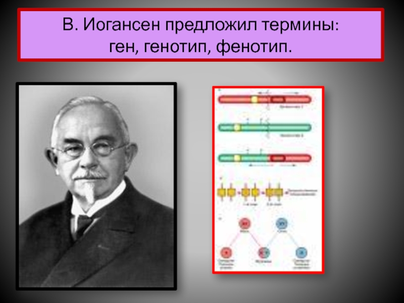 Генетика в числах. Иогансен генетика. Ученый Иогансен. Генотип.