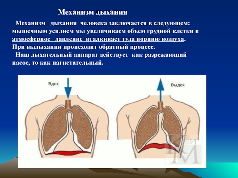 Механизм выдоха. Механизм дыхания. Механизм дыхательных движений. Как происходит механизм дыхания. Процесс выдоха у человека.