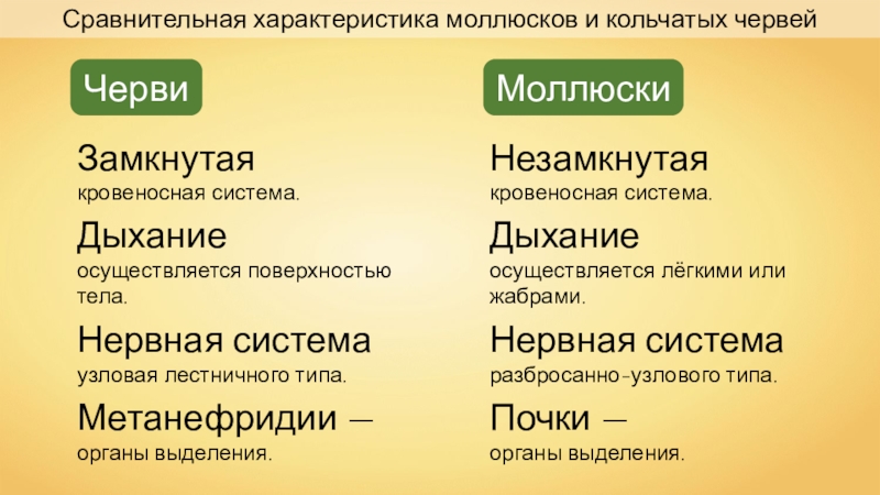 Сравнительная характеристика моллюсков и кольчатых червей
Замкнутая
кровеносная