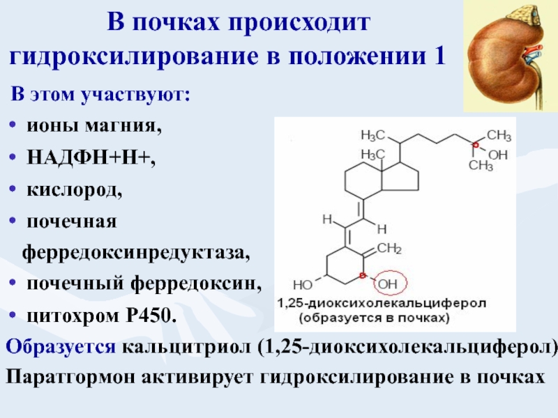 Кальций биохимия презентация