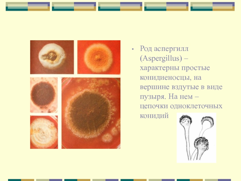 Вид пузырька имеют. Род аспергилл. Аспергилл систематика. Пузырь в конидиеносцев аспергиллы. Аспергилл схема.