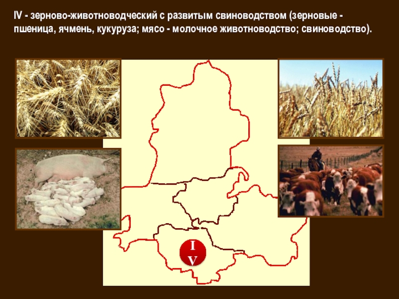 Презентация животноводство ростовской области