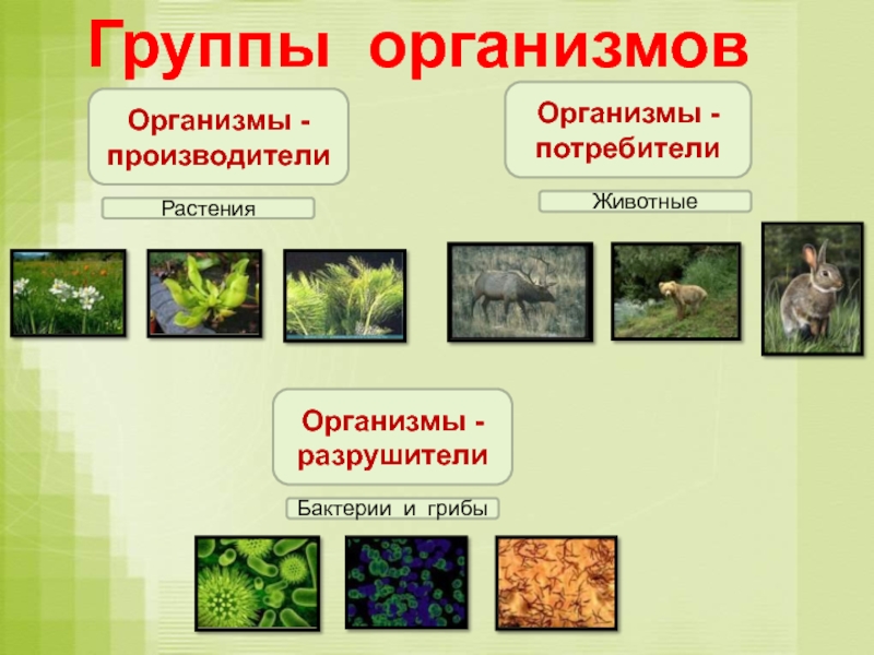 К какой группе относится организм изображенный на фотографии