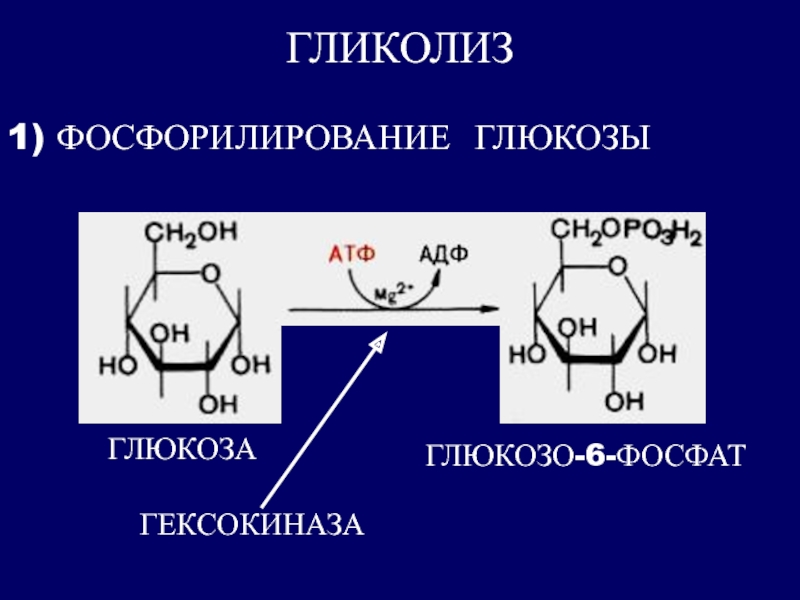 Гликолиз 6 атф. Глюкозо 6 фосфат. Фосфорилирование Глюкозы. Реакция фосфорилирования Глюкозы. Фосфорилирование гликолиз.