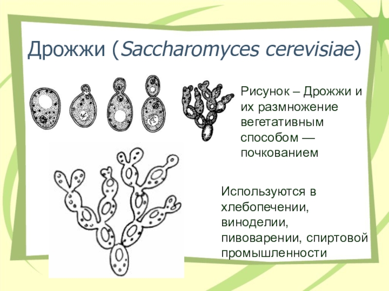 Дрожжевые грибы рисунок