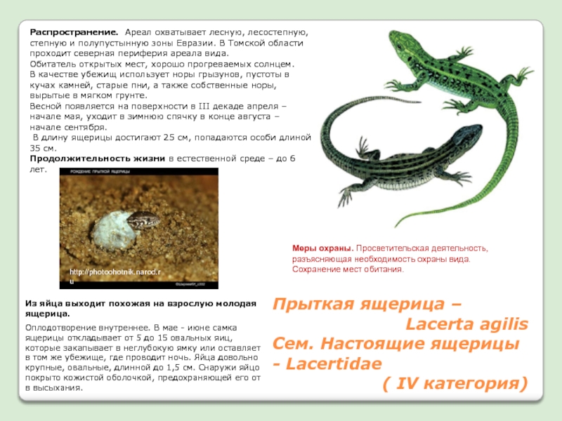 Среда обитания прыткой ящерицы. Жизненный цикл прыткой ящерицы. Прыткая ящерица срок жизни.