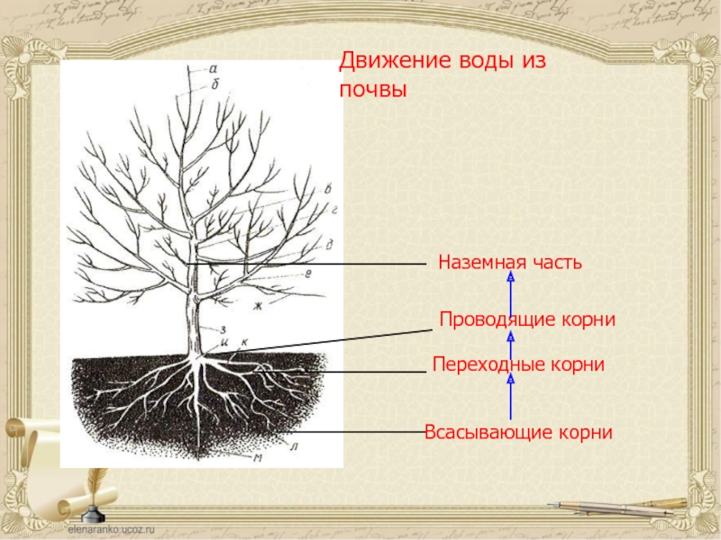 Организованный корень. Строение плодового дерева. Строение ствола плодового дерева. Строение надземной части плодового дерева. Строение кроны плодового дерева.