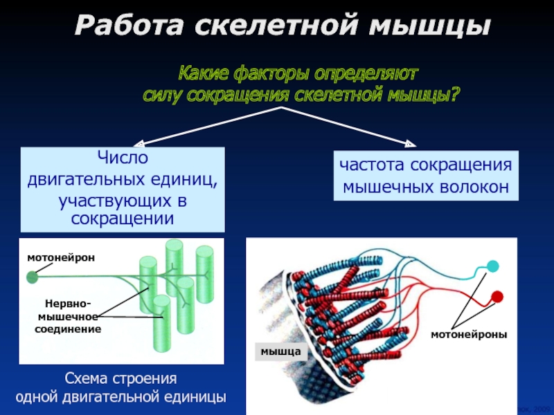 Сокращение скелетных