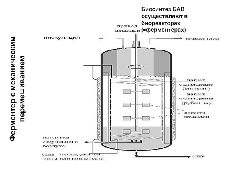 Реферат: Биореакторы (ферментаторы)