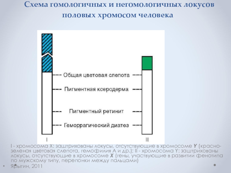 Признаки гомологичных хромосом. Негомологичные локусы хромосом. Гомологичные хромосомы человека. Гомологичные и негомологичные локусы половых хромосом. Гомологичные участки хромосомы это.