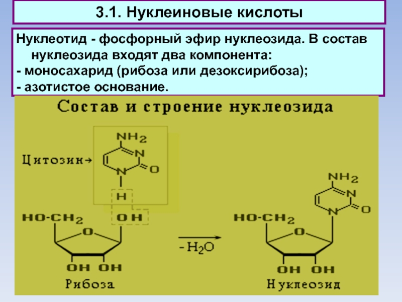 Схема гидролиза нуклеиновых кислот