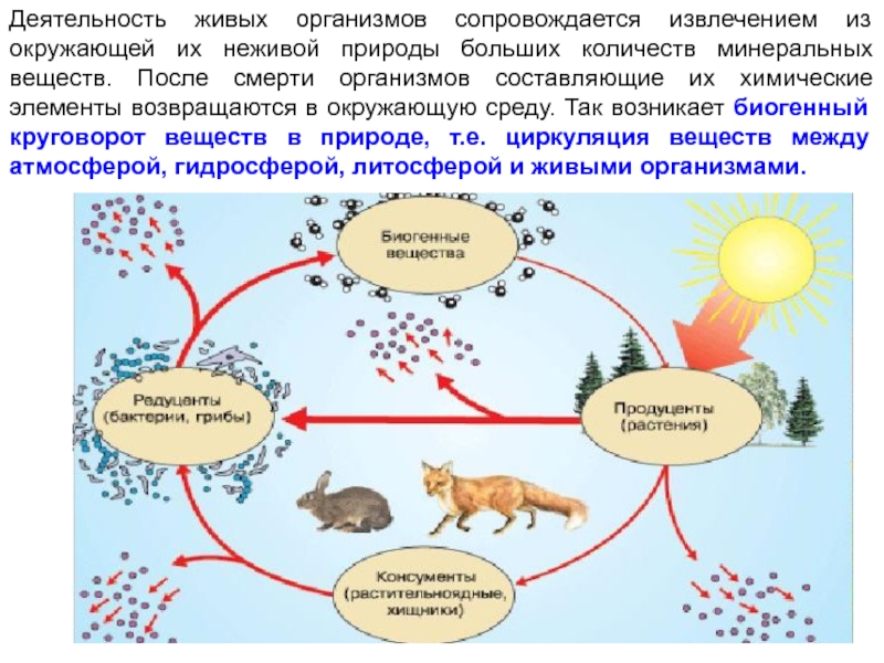 Гибель организмов