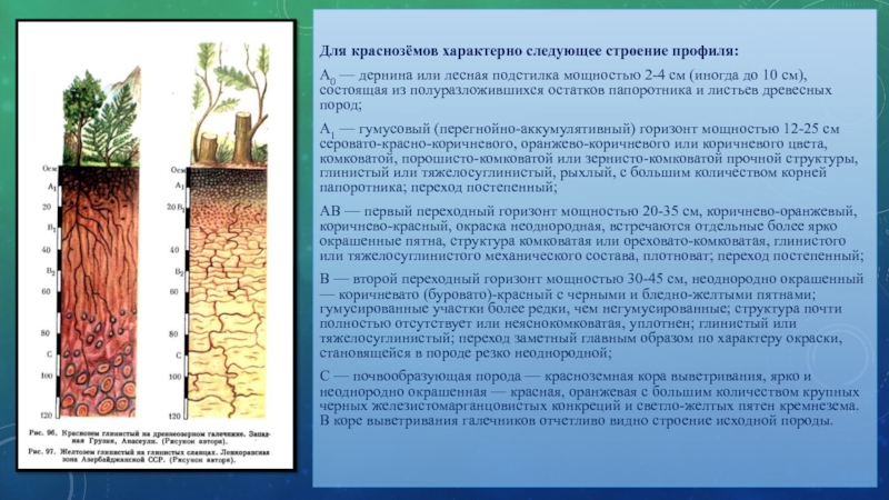 Субтропический климат почва. Строение профиля красноземов. Краснозёмы кислотность почвы. Краснозём почвы структура. Гумус красноземы почвы.