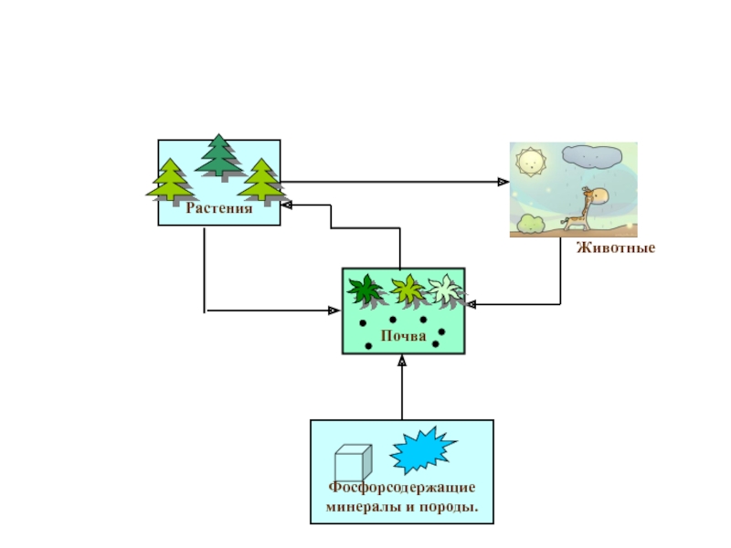 Круговорот фосфора рисунок