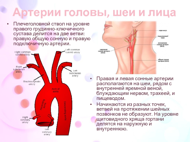 Правая аберрантная артерия. Сосуды плечеголовного ствола. Ветви плечеголовного ствола правая подключичная. Левая общая Сонная артерия делится на.
