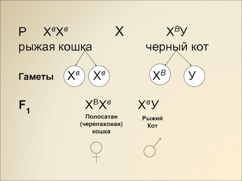 Типы гамет. Сцепленные гаметы. Черепаховая кошка гаметы. Задача по генетике на черепаховую кошку. Значок гаметы.