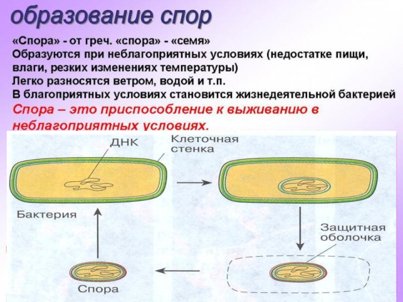 5 процесс образования спор. Спорообразование бактериальной клетки. Прокариотическая клетка спорообразование. Строение споры бактерий. Образование спор у бактерий.
