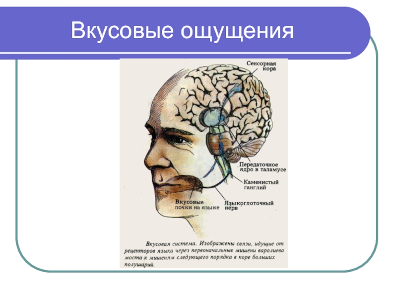 Презентация на тему ощущения