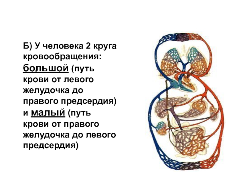 Органы кровообращения. Сосудистая система, её строение и функции Б) У человека 2 круга кровообращения: большой (путь крови от левого Б) У человека 2 круга кровообращения: большой (путь крови от левого желудочка до правого предсердия) и малый
