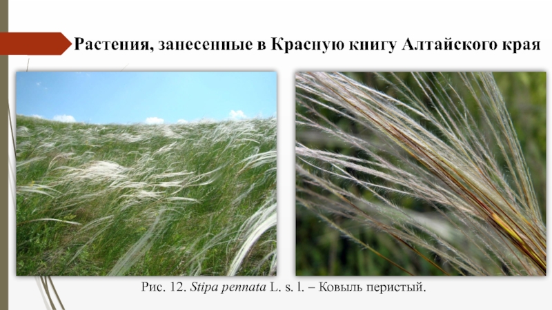 Семейство Злаковые ( Роасеае Barnh.) Рис. 12. Stipa pennata L. s. l. – Ковыль перистый. Рис. 12. Stipa pennata L. s. l. – Ковыль перистый.