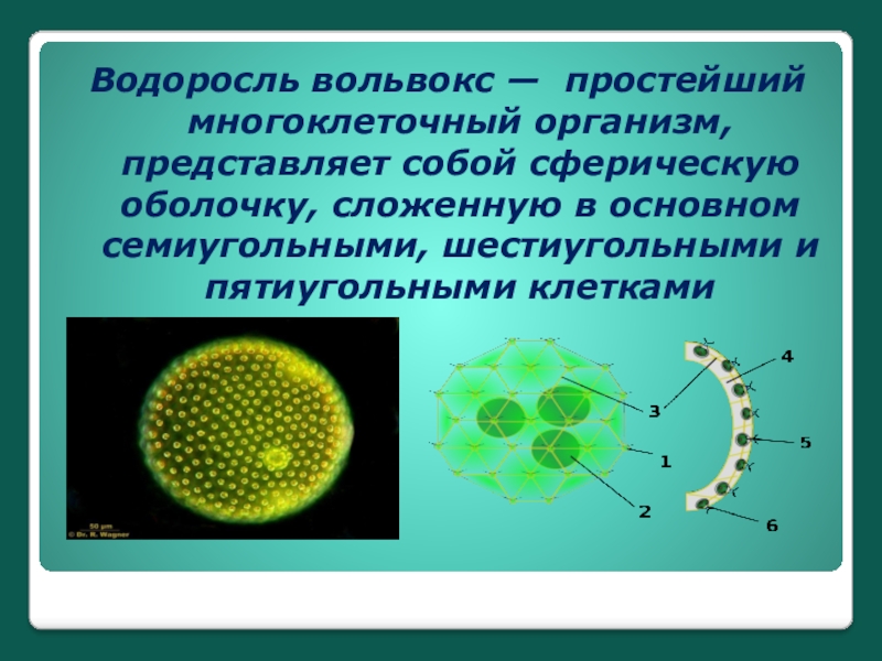 Водоросль вольвокс. Вольвокс многогранник. Одноклеточные водоросли вольвокс. Вольвокс это многоклеточный организм. Клетки вольвокса водоросль.